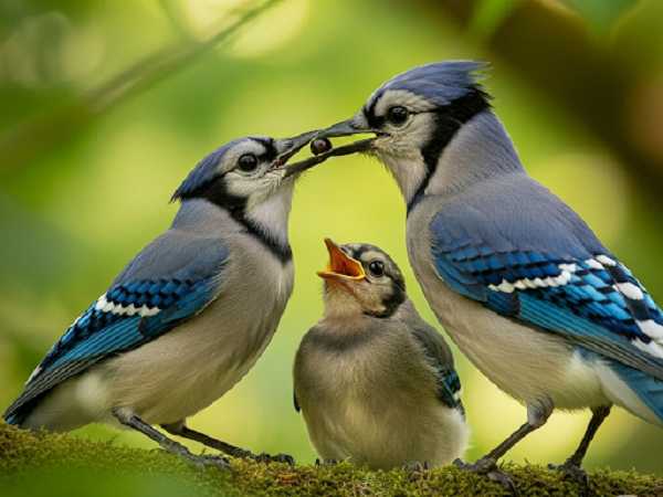 Blue jays Have a Strong Family Bond