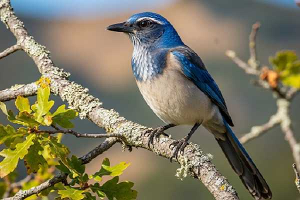 California Scrub-Jay