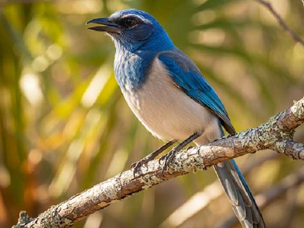 Florida Scrub-Jay