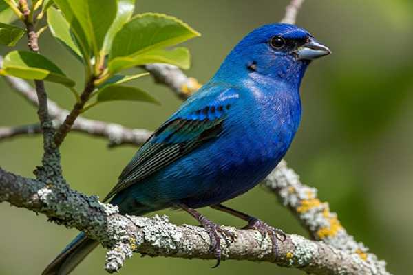 Indigo Bunting
