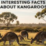 Interesting Facts About Kangaroos