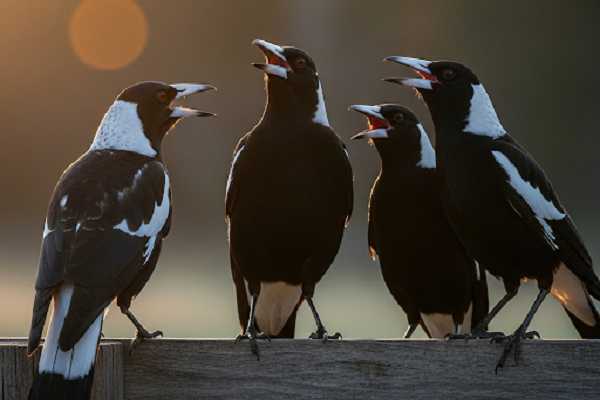 Magpies Are Social Creatures