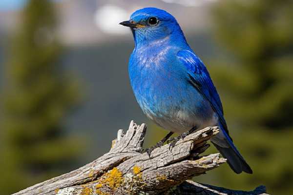 Mountain Bluebird