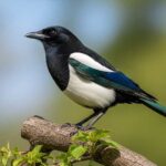 Where Do Magpies Live